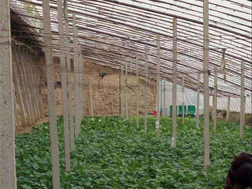 草莓棚水泥立柱展示圖1