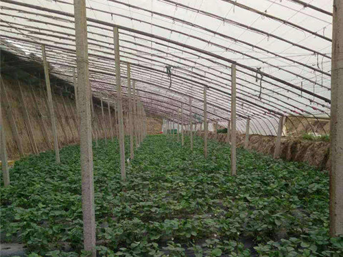 草莓棚水泥立柱展示圖