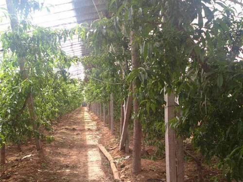 桃棚水泥立柱展示圖3