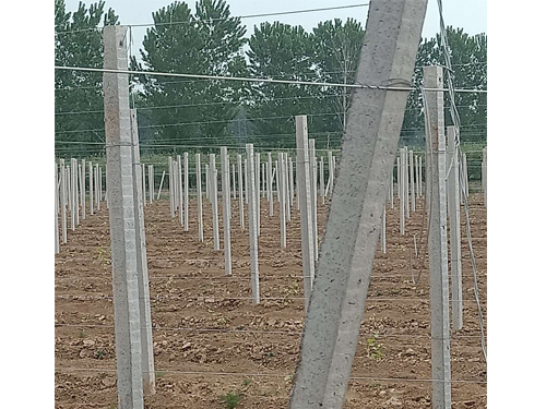 葡萄園立柱支架